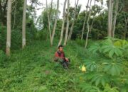 Kisah Petani Pohon Pisang Ubah Daun Jadi Ladang Cuan, Pak Slamet: Rodo Rekoso Sitik…