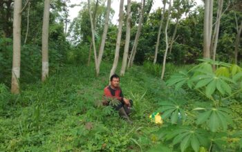 Kisah Petani Pohon Pisang Ubah Daun Jadi Ladang Cuan, Pak Slamet: Rodo Rekoso Sitik…