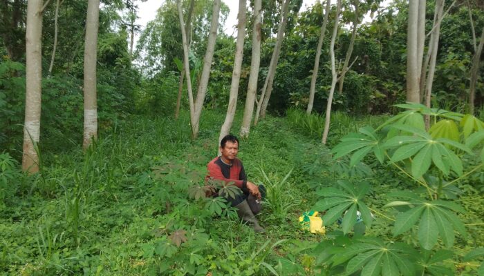 Kisah Petani Pohon Pisang Ubah Daun Jadi Ladang Cuan, Pak Slamet: Rodo Rekoso Sitik…